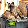 Camellia joined the competition — help win amazing prizes! cat, feline, blue_eyes, relaxed, lounging, plastic_container, storage_box, sams_club, cardboard_box, indoor, animal, pet, fur, tail, whiskers, paw, domestic_cat, resting, home, light