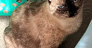 Camellia is registered to the contest to win money with this photo: cat, siamese_cat, blue_eyes, fur, pet, indoor, carpet, laundry_basket, teal, sunlight, shadow, curious, animal, feline, whiskers, ears, closeup, cute, domestic, relaxed
