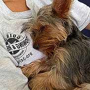Vela joined the competition — help win amazing prizes! dog, sleeping, pet, cozy, person, grey_shirt, fur, small_dog, nap, resting, cute, animal, indoors, close_up, relaxation, cuddle, comfort, casual_clothing, hair, human