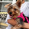 Vela is registered to the contest to win money with this photo: dog, pet, small_dog, pink_harness, happy, panting, person, arm, gray_shirt, outdoor, bench, window, metal_bench, fur, ears, leash, animal, closeup, companion, cute