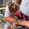 Vela is registered to the contest to win money with this photo: dog, small_dog, pet, yorkshire_terrier, pink_harness, leash, person, arm, gray_shirt, bench, window, outdoor, fur, cute, animal, companionship, resting, portrait, close_up, curious