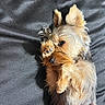 dog, small_dog, paw, fur, lying_down, hand, pet, cute, playful, resting, black_background, closeup, animal, fur_texture, adorable, companion, domestic_animal, canine, relaxed, indoor