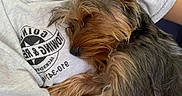 Vela is registered to the contest to win money with this photo: animal, casual, close_up, comfort, companion, cuddling, cute, dog, fur, grey_clothing, indoor, nap, person, pet, relaxation, resting, shirt, sleeping, small_dog, warm_colors