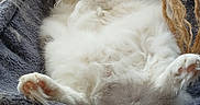 Sushi participe au concours pour gagner de l'argent avec cette photo : animal, cat, cat_tree, cozy, curtains, cute, fluffy, fur, hammock, indoor, looking, paws, pet, relaxed, resting, rope_toys, soft, tail, whiskers, window