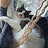 Sushi participe au concours pour gagner de l'argent avec cette photo : animal, cat, cat_tree, cozy, curtain, domestic, feline, fluffy, fur, houseplant, indoor, light, pet, playful, relaxed, resting, rope, tongue_out, whiskers, window