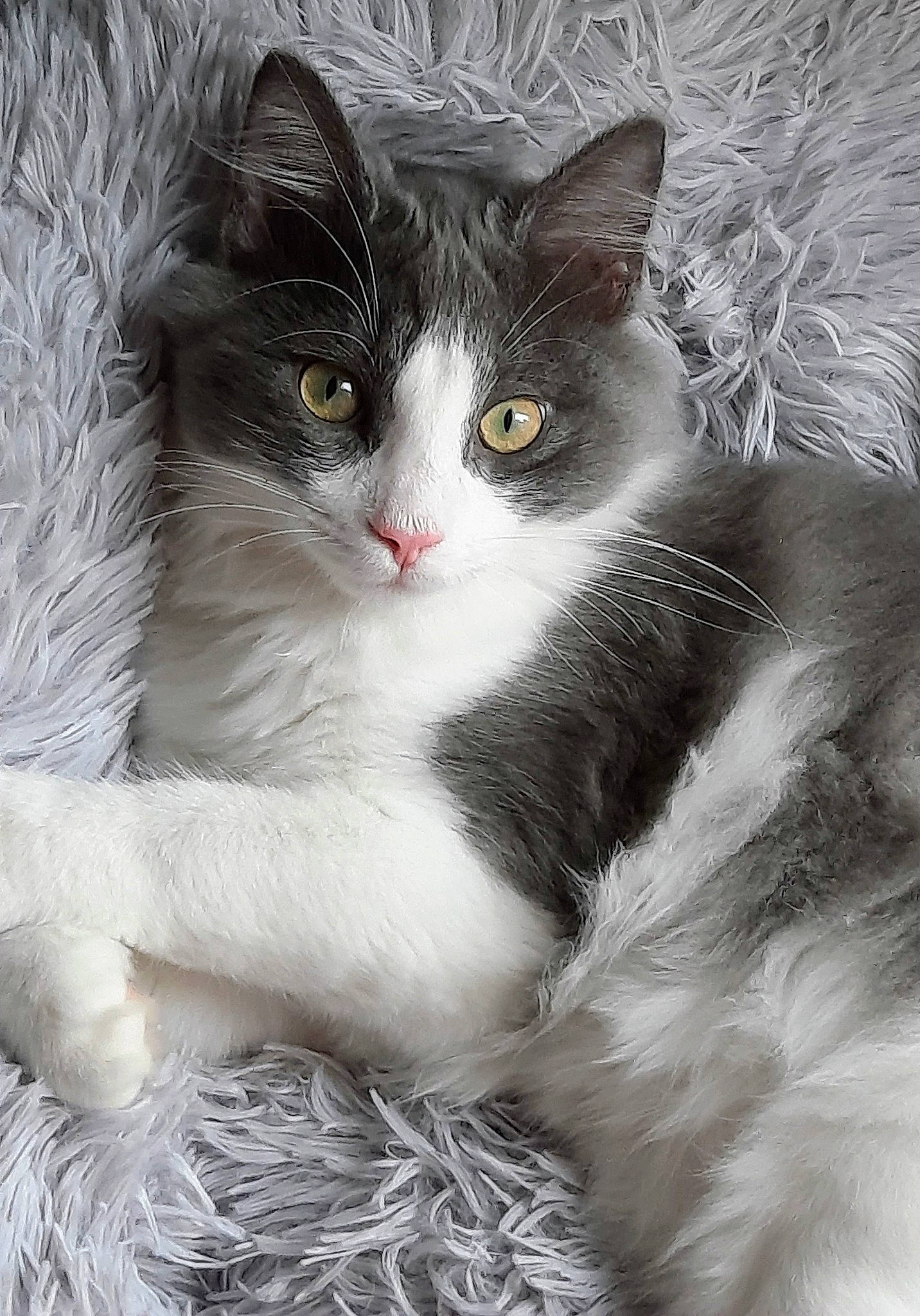 Sushi a rejoint le concours — aidez-le/la à gagner de superbes lots ! art, carnivore, cat, claw, domestic_short_haired_cat, felidae, fur, grey, monochrome_photography, paw, small_to_medium_sized_cats, snout, tail, whiskers, window