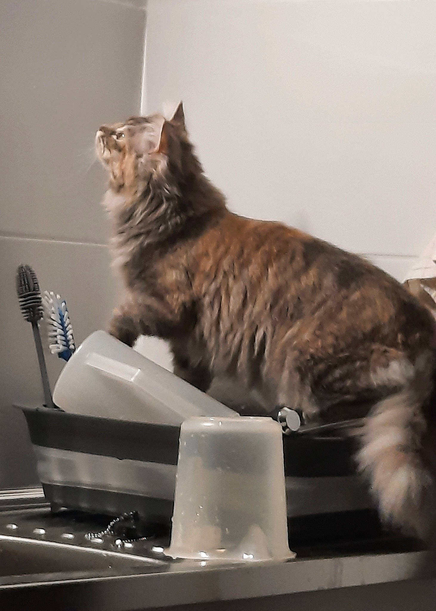 Amy participe au concours pour gagner de l'argent avec cette photo : box, carnivore, cat, claw, domestic_short_haired_cat, felidae, fur, maine_coon, metal, paw, sitting, small_to_medium_sized_cats, snout, tail, whiskers