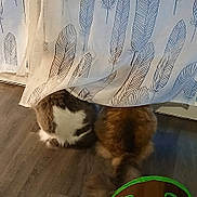 Amy a rejoint le concours — aidez-le/la à gagner de superbes lots ! cat, curtain, feather_pattern, floor, wood_floor, hiding, backside, fluffy, indoor, brown_cat, white_cat, patterned_curtain, pet, animal, domestic, feline, two_cats, home, cozy, curtains