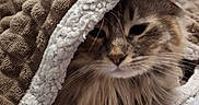 Amy a rejoint le concours — aidez-le/la à gagner de superbes lots ! cat, fluffy, blanket, cozy, pet, indoor, resting, fur, cute, sleepy, soft, texture, brown, white, animal, closeup, comfort, relaxing, cute_pet, feline