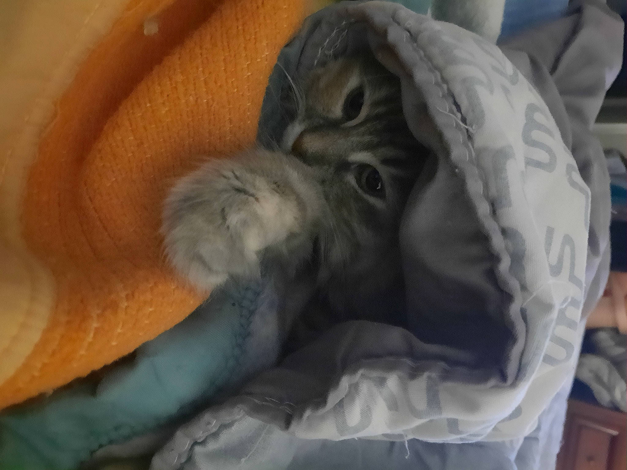 Amy a rejoint le concours — aidez-le/la à gagner de superbes lots ! blanket, comfort, felidae, fur, human_leg, linens, nap, paw, rock, sleep, small_to_medium_sized_cats, snout, tail, terrestrial_animal, whiskers, wood, wool, woolen, wrinkle