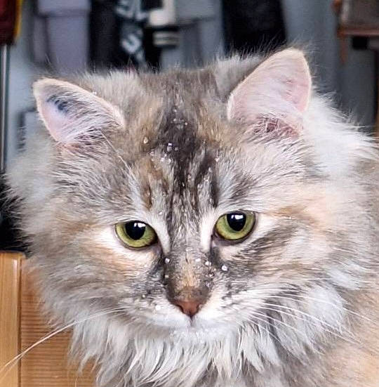 Amy participe au concours pour gagner de l'argent avec cette photo : box, british_longhair, carnivore, cat, electric_blue, felidae, fur, maine_coon, norwegian_forest_cat, small_to_medium_sized_cats, snout, whiskers