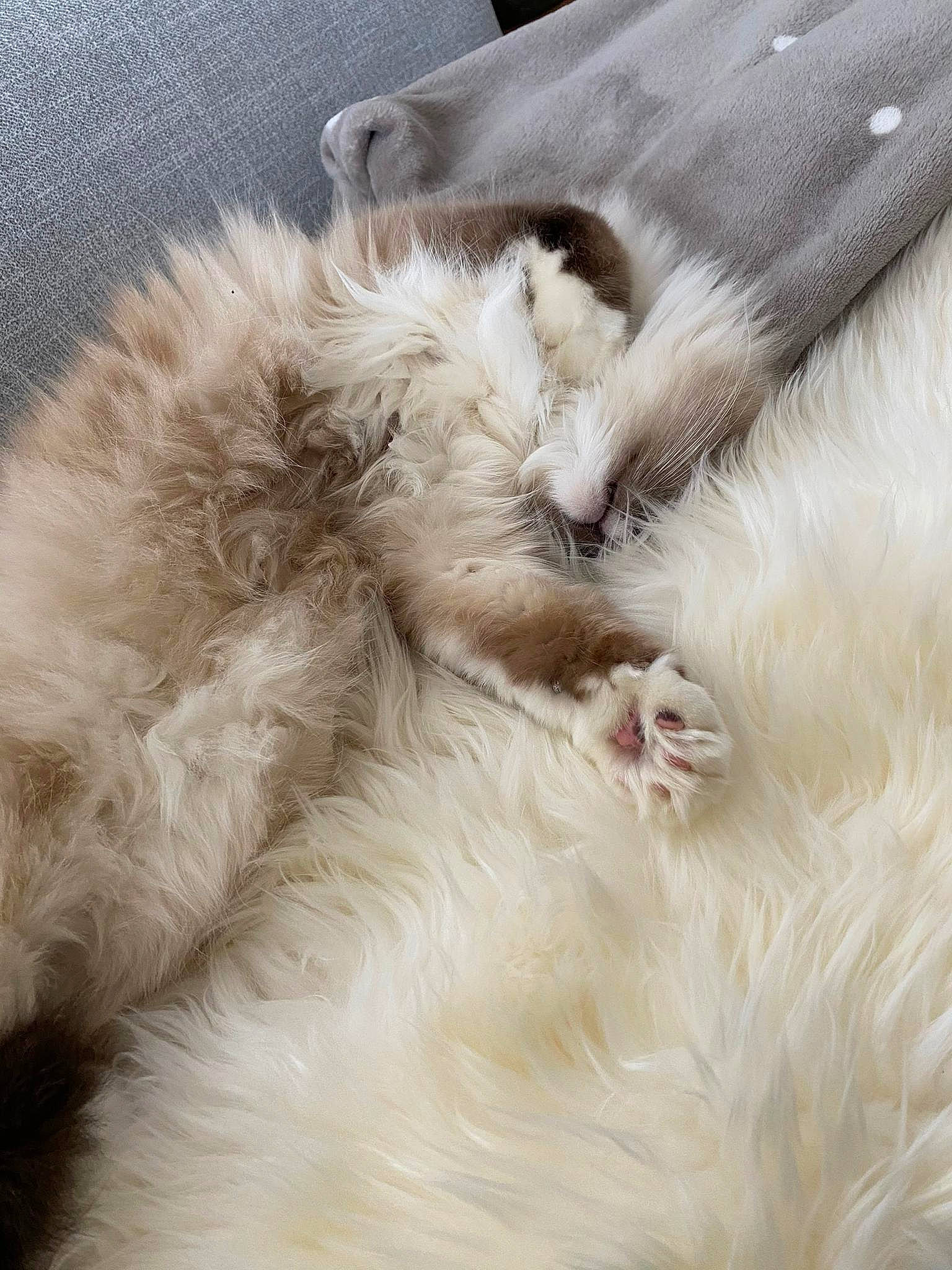 Jango participe au concours pour gagner de l'argent avec cette photo : carnivore, cat, claw, comfort, companion_dog, dog_breed, fawn, feather, felidae, fur, natural_material, paw, ragdoll, small_to_medium_sized_cats, snout, tail, whiskers
