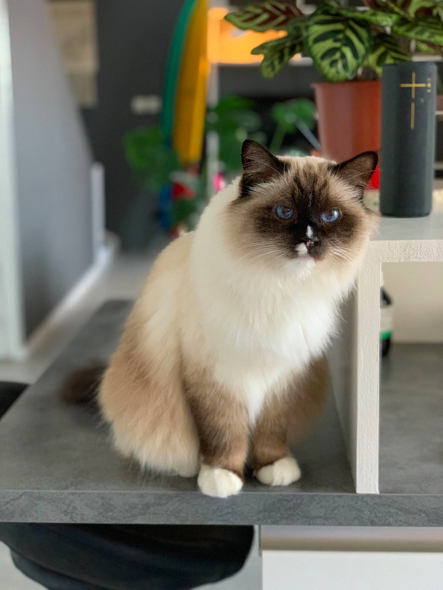 Jango a rejoint le concours — aidez-le/la à gagner de superbes lots ! birman, carnivore, cat, eye, fawn, felidae, flooring, flowerpot, fur, gas, grass, houseplant, plant, siamese, small_to_medium_sized_cats, snout, thai, whiskers