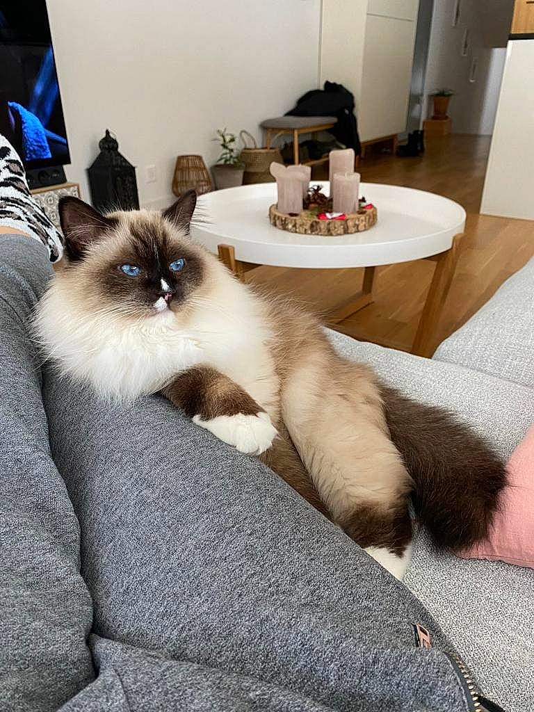 Jango participe au concours pour gagner de l'argent avec cette photo : balinese, birman, carnivore, cat, comfort, companion_dog, domestic_short_haired_cat, fawn, felidae, flooring, fur, houseplant, siamese, small_to_medium_sized_cats, snout, table, tail, thai, tonkinese, whiskers