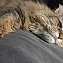Abby is registered to the contest to win money with this photo: cat, tabby, close_up, sleepy, whiskers, fur, pet, animal, resting, cozy, soft, indoor, relaxation, face, muzzle, ears, nostrils, texture, feline, companion