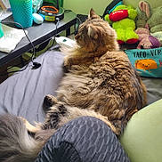 Abby is registered to the contest to win money with this photo: cat, fluffy, bed, plush_toys, stuffed_animals, table, lamp, remote_control, pillow, blanket, indoor, furniture, gray_sheet, green_wall, cord, relaxing, pet, side_view, home, cozy
