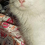 Belle participe au concours pour gagner de l'argent avec cette photo : cat, white_cat, heterochromia, blue_eye, amber_eye, close_up, pet, fur, whiskers, fabric, patterned_cloth, coffee_cup_print, indoor, curious, animal, cute, portrait, feline, domestic_cat, soft_lighting