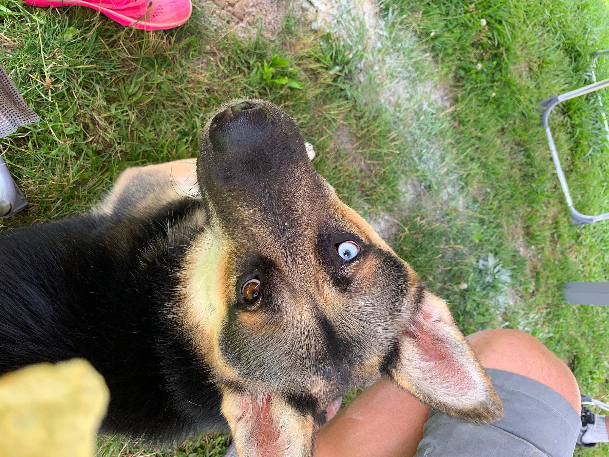 Ulysse participe au concours pour gagner de l'argent avec cette photo : canidae, carnivore, companion_dog, dog, dog_breed, ear, east_european_shepherd, fawn, fur, german_shepherd_dog, grass, guard_dog, plant, snout, sporting_group, terrestrial_animal, whiskers, working_animal, working_dog