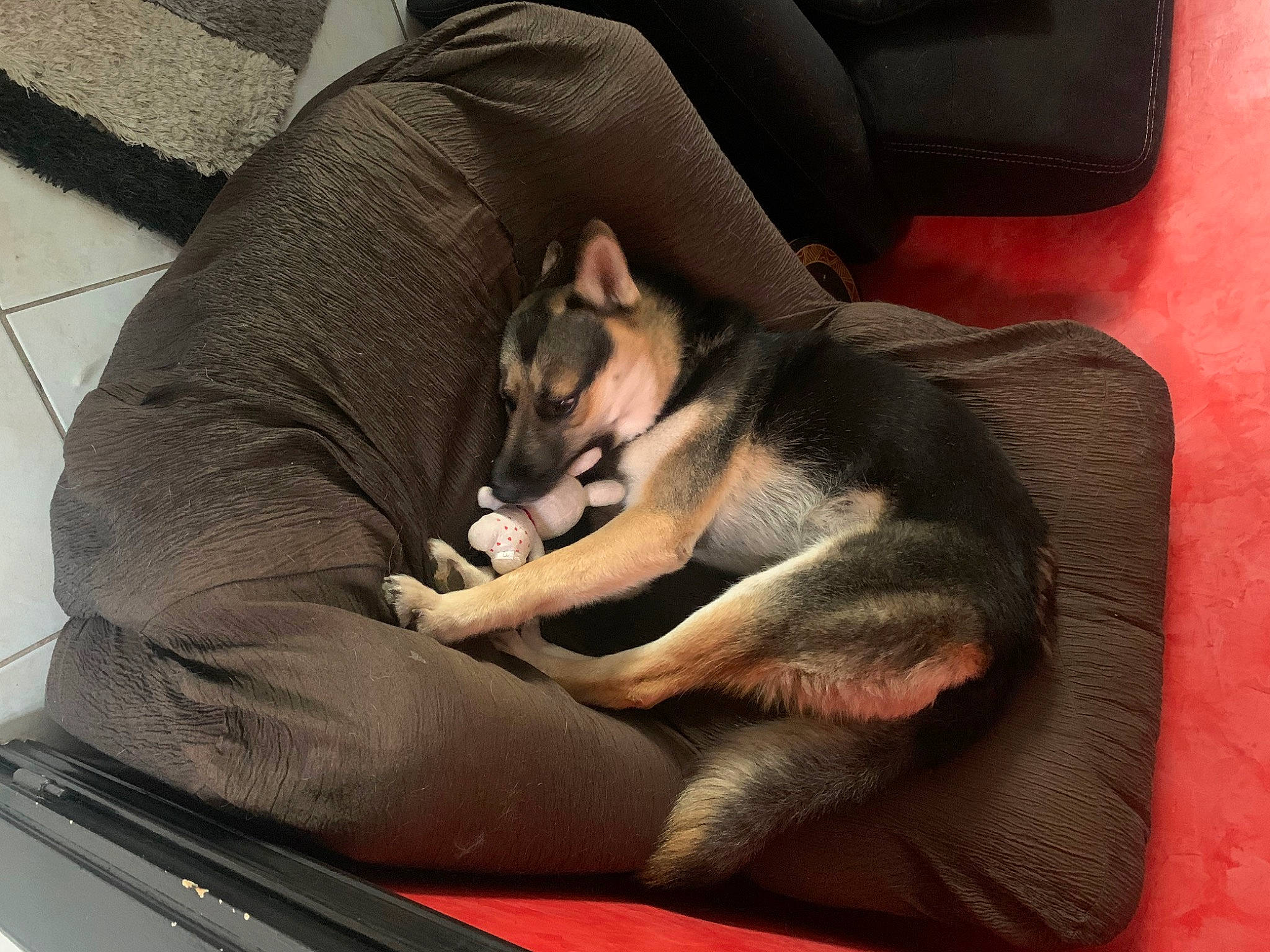 Ulysse participe au concours pour gagner de l'argent avec cette photo : auto_part, automotive_window_part, canidae, car_seat, carnivore, comfort, companion_dog, dog, dog_breed, fawn, fur, mammal, snout, sporting_group, vehicle, vehicle_door, vertebrate, windscreen_wiper, windshield, working_animal