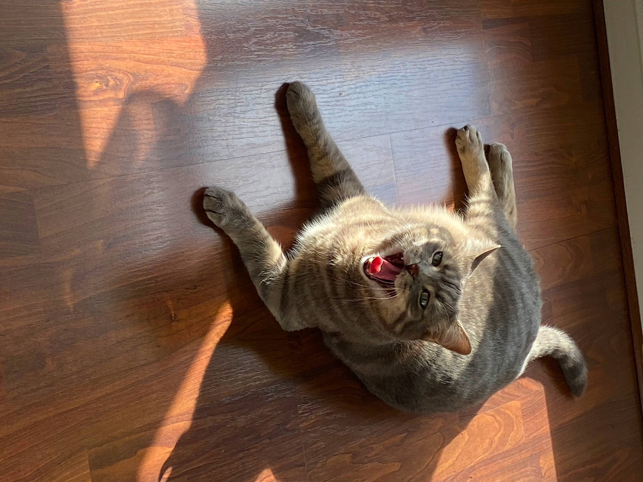 Clovis a rejoint le concours — aidez-le/la à gagner de superbes lots ! carnivore, comfort, companion_dog, dog_breed, fawn, felidae, flooring, foot, fur, hardwood, laminate_flooring, paw, small_to_medium_sized_cats, snout, sporting_group, tail, whiskers, wood, wood_flooring, wood_stain