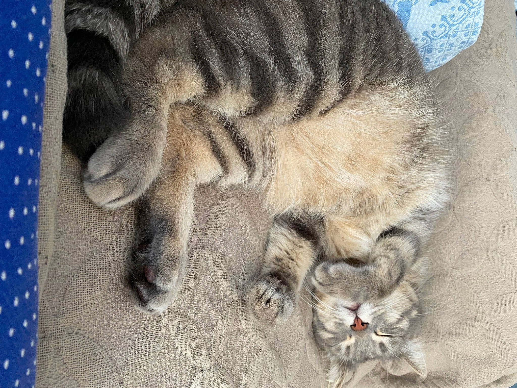 Clovis participe au concours pour gagner de l'argent avec cette photo : art, carnivore, cat, claw, comfort, domestic_short_haired_cat, fawn, felidae, fur, grey, nap, pattern, paw, sleep, small_to_medium_sized_cats, snout, tail, terrestrial_animal, whiskers, wrinkle