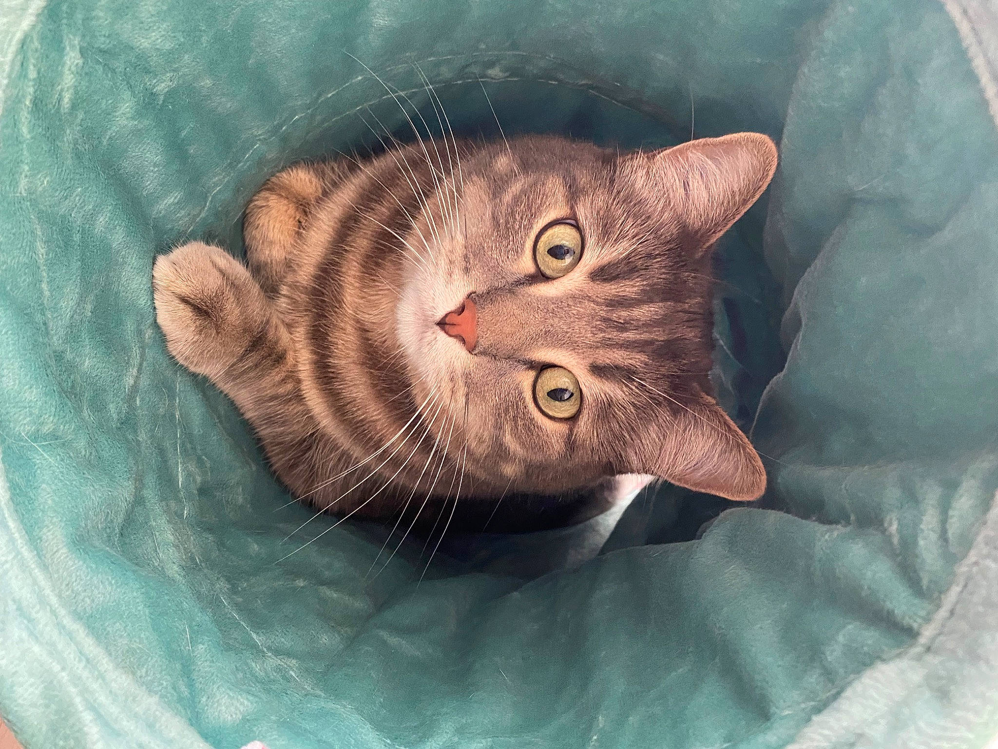 Clovis a rejoint le concours — aidez-le/la à gagner de superbes lots ! art, carnivore, cat, cat_bed, circle, domestic_short_haired_cat, fawn, felidae, fur, illustration, iris, paw, small_to_medium_sized_cats, snout, tail, terrestrial_animal, visual_arts, whiskers, window