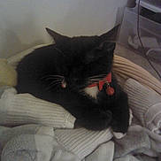 Olaf joined the competition — help win amazing prizes! animal, black_cat, cat, cozy, domestic, feline, indoor, knitted, pet, pile, pile_of_socks, quiet, red_collar, relaxed, resting, sleeping, socks, soft_texture, whiskers, white_paws