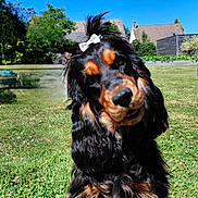 Vizéria a rejoint le concours — aidez-le/la à gagner de superbes lots ! animal, black_and_tan, blue_sky, bow, canine, cute, dog, fur, garden, grass, greenery, head_tilt, house, outdoor, pet, playful, portrait, summer, sunny, tree