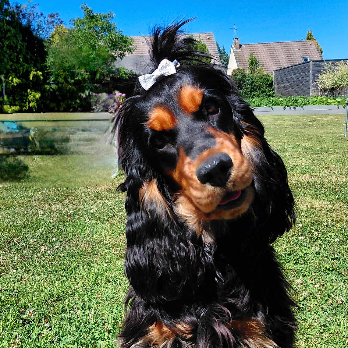Vizéria a rejoint le concours — aidez-le/la à gagner de superbes lots ! animal, black_and_tan, blue_sky, bow, canine, cute, dog, fur, garden, grass, greenery, head_tilt, house, outdoor, pet, playful, portrait, summer, sunny, tree