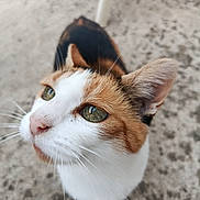 Vanille participe au concours pour gagner de l'argent avec cette photo : cat, cats, orange_and_white_cat, calico_cat, black_cat, green_eyes, close_up, whiskers, feline, pet, animal, portrait, curious, outdoor, concrete, pavement, standing, fur, ears, nose