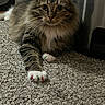 Mittens joined the competition — help win amazing prizes! animal, brown, carpet, cat, claw_caps, closeup, curious, domestic, feline, fluffy, green, household, indoor, paw, pet, red, relaxed, tabby, whiskers, white