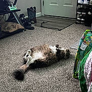 Mittens joined the competition — help win amazing prizes! blanket, boots, candle, carpet, cat, cozy, door, floor, fluffy, home, indoor, lying_down, paws, pet, relaxed, shelf, shoe_rack, slippers, table, tail