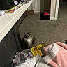 Mittens joined the competition — help win amazing prizes! carpet, cat, clutter, cozy, door, doorway, floor, fur, furniture, home, household_items, indoor, kitchen_counter, pet, pink_clothing, room, soda_cans, tabby_cat, white_clothing, yellow_bag