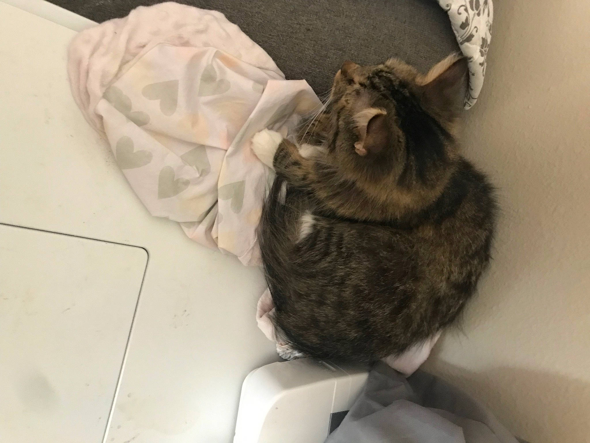 Mittens is registered to the contest to win money with this photo: carnivore, cat, claw, comfort, dog_breed, domestic_short_haired_cat, felidae, fur, grey, linens, liver, paw, small_to_medium_sized_cats, snout, tail, terrestrial_animal, whiskers