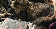 Mittens is registered to the contest to win money with this photo: animal, blanket, book, cat, clothing, cover, cozy, curious, fabric, fur, furry, indoor, pet, pile, reading_material, relaxed, resting, soft, tabby_cat, text
