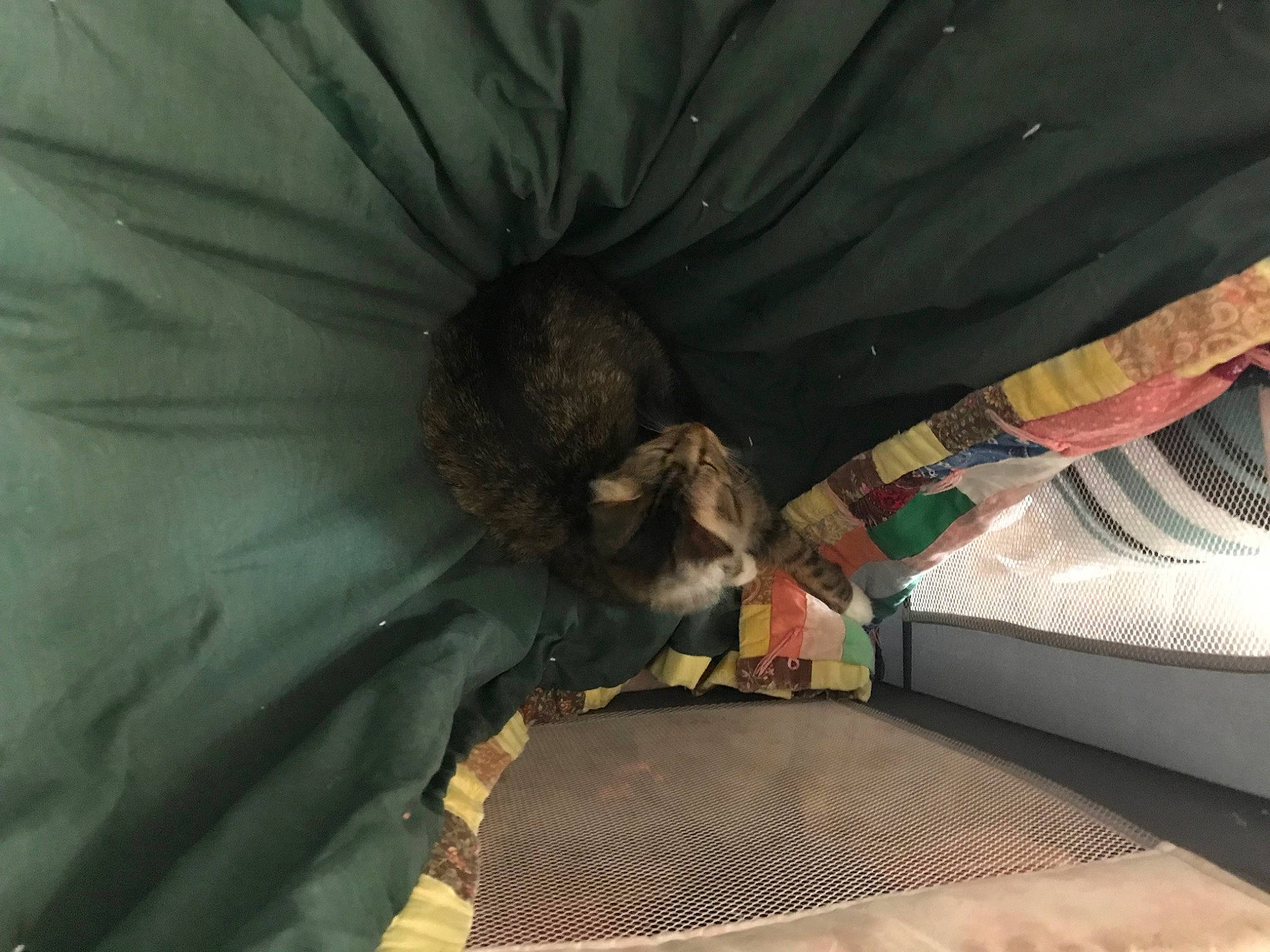 Mittens is registered to the contest to win money with this photo: canidae, carnivore, claw, comfort, darkness, felidae, fur, linens, nap, pattern, room, small_to_medium_sized_cats, sporting_group, tail, terrestrial_animal, tints_and_shades, whiskers, wing