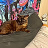 Bear is registered to the contest to win money with this photo: animal, art, bed, brown_cat, cat, colorful, cozy, cute, domestic, feline, fur, indoor, mushroom, pet, pillow, relaxed, resting, tapestry, wall, whiskers