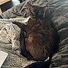 Bear is registered to the contest to win money with this photo: animal, bed, bedding, blanket, brown_cat, cardboard_box, cat, cozy, domestic_animal, ears, feline, fur, home, indoor, laptop, pet, relaxing, resting, tail, whiskers