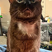 Bear is registered to the contest to win money with this photo: animal, blurred_background, brown_cat, cat, close_up, companion_animal, curious, cute, domestic_cat, feline, fur, green_eyes, household, indoor, looking_up, mammal, pet, portrait, soft_texture, whiskers