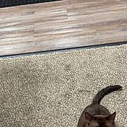 Bear is registered to the contest to win money with this photo: cat, indoor, carpet, wooden_floor, rug, tabby_cat, brown_cat, pet, animal, feline, flooring, domestic, cute, resting, sitting, curious, two_cats, cozy, home, companion