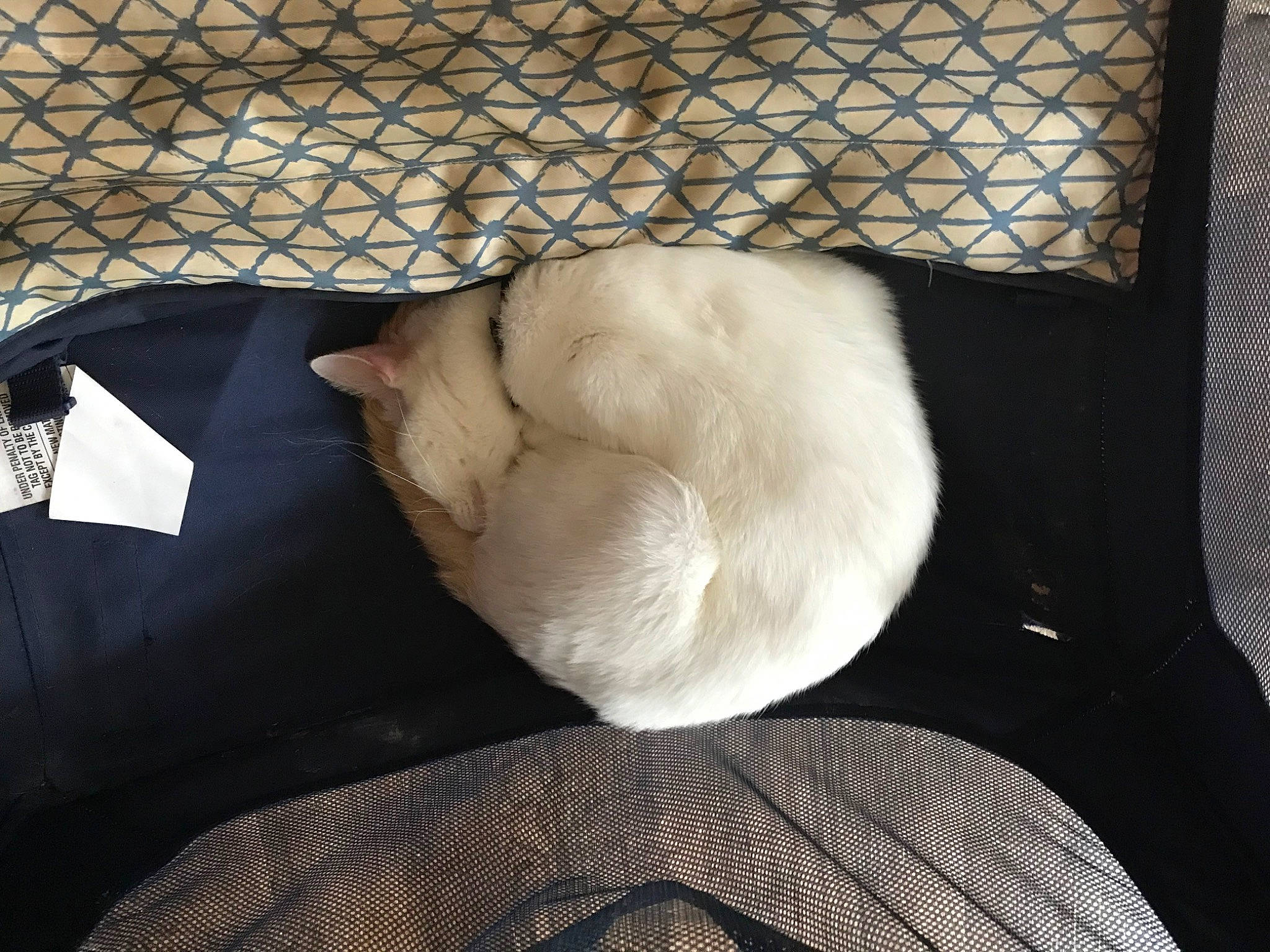 Snowman is registered to the contest to win money with this photo: carnivore, cat, cat_supply, comfort, companion_dog, couch, dog_breed, fawn, felidae, fur, linens, nap, pet_supply, scottish_fold, siamese, small_to_medium_sized_cats, sporting_group, tail, terrestrial_animal, whiskers