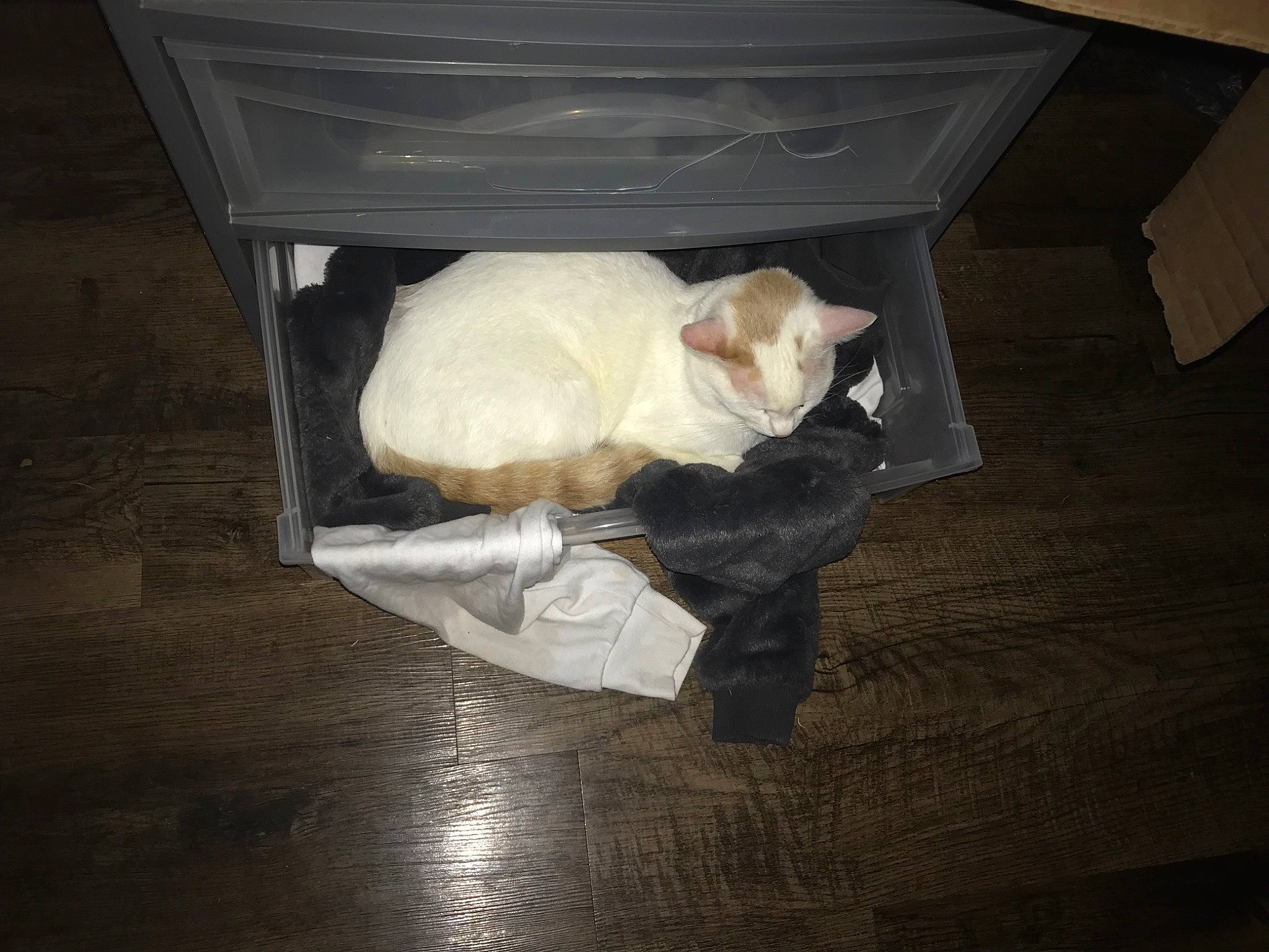 Snowman joined the competition — help win amazing prizes! box, brown, canidae, carnivore, cat, fawn, felidae, flooring, fur, hardwood, paper, paper_product, plastic_bag, room, shipping_box, small_to_medium_sized_cats, tail, waste_container, whiskers, wood