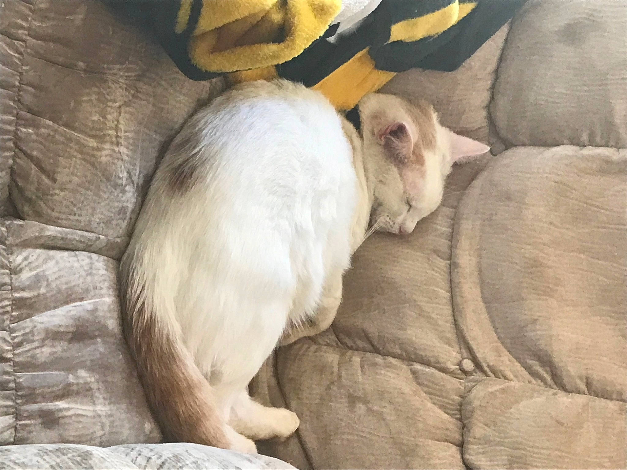 Snowman is registered to the contest to win money with this photo: carnivore, cat, comfort, companion_dog, dog_breed, fawn, felidae, fur, nap, paw, small_to_medium_sized_cats, sporting_group, tail, terrestrial_animal, whiskers, wood