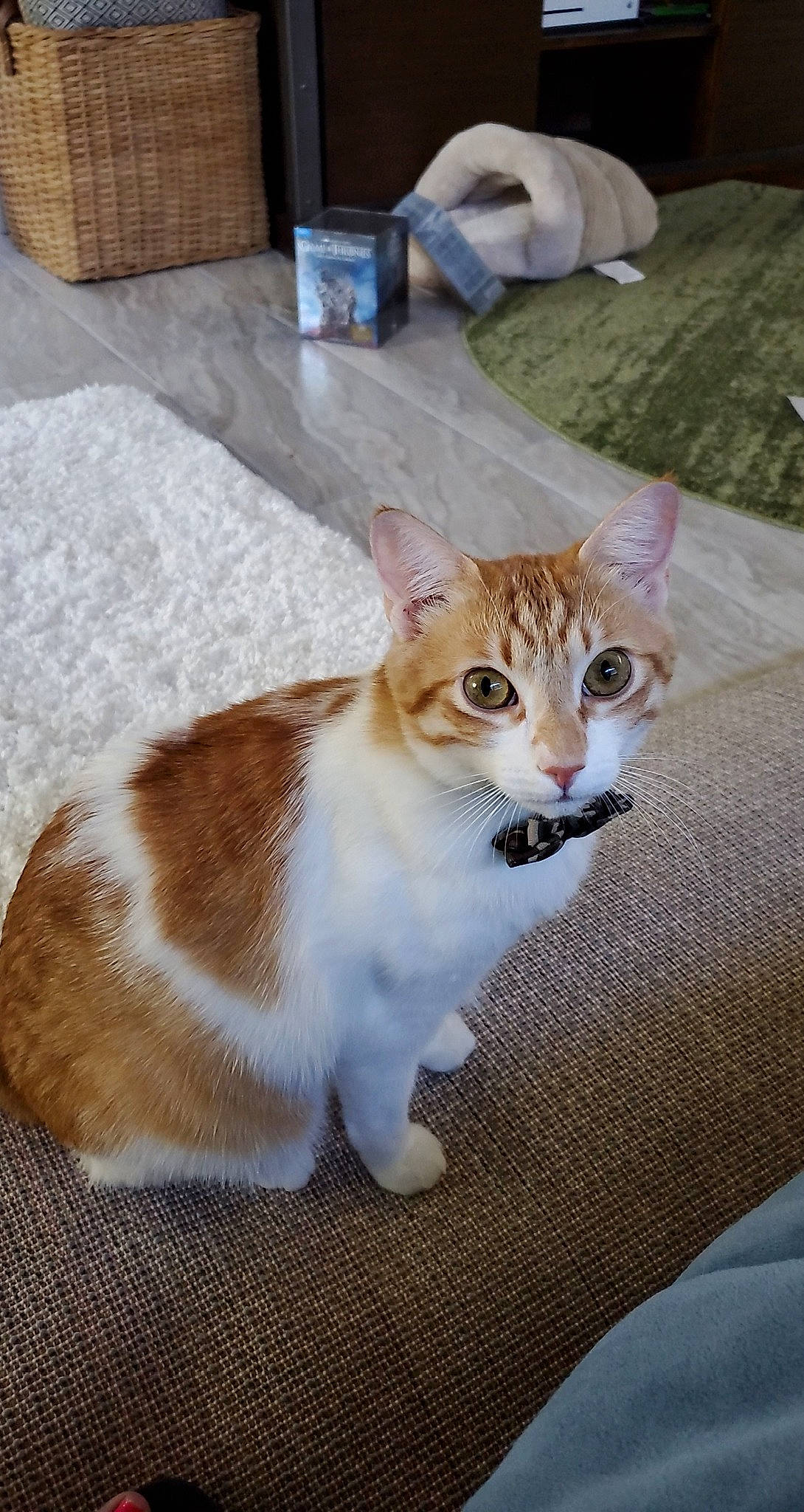 Maverick joined the competition — help win amazing prizes! aegean_cat, american_wirehair, arabian_mau, asian, carnivore, cat, domestic_short_haired_cat, european_shorthair, fawn, felidae, fur, kitten, mammal, small_to_medium_sized_cats, tabby_cat, tail, whiskers