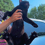 Booker Dewit joined the competition — help win amazing prizes! black_cat, cat, animal, pet, outdoor, person, hand, tree, blue_sky, car, fur, paw, whiskers, nature, daylight, holding, expression, surprise, mammal, feline