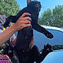 black_cat, cat, animal, pet, outdoor, person, hand, tree, blue_sky, car, fur, paw, whiskers, nature, daylight, holding, expression, surprise, mammal, feline