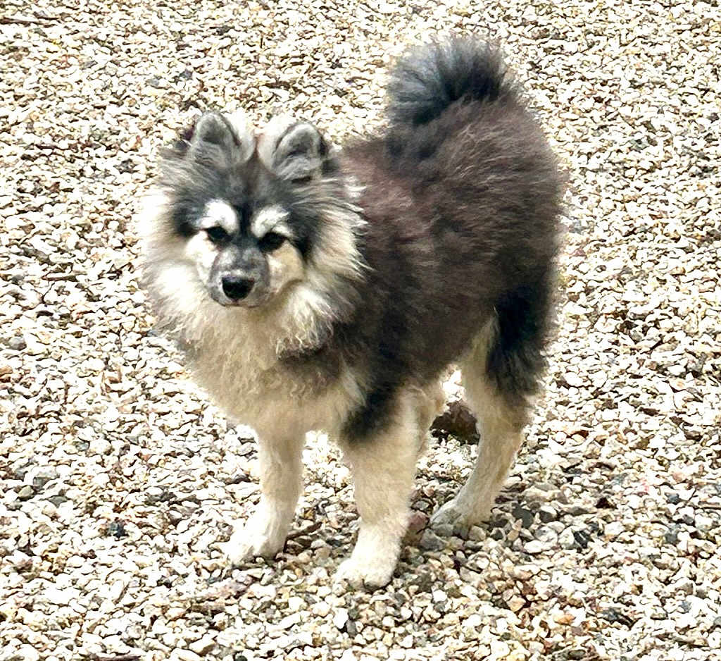 Apple a rejoint le concours — aidez-le/la à gagner de superbes lots ! dog, fluffy, outdoor, rocks, pet, animal, standing, curious, furry, small_dog, alert, nature, canine, portrait, fur, paw, tail, ears, muzzle, background