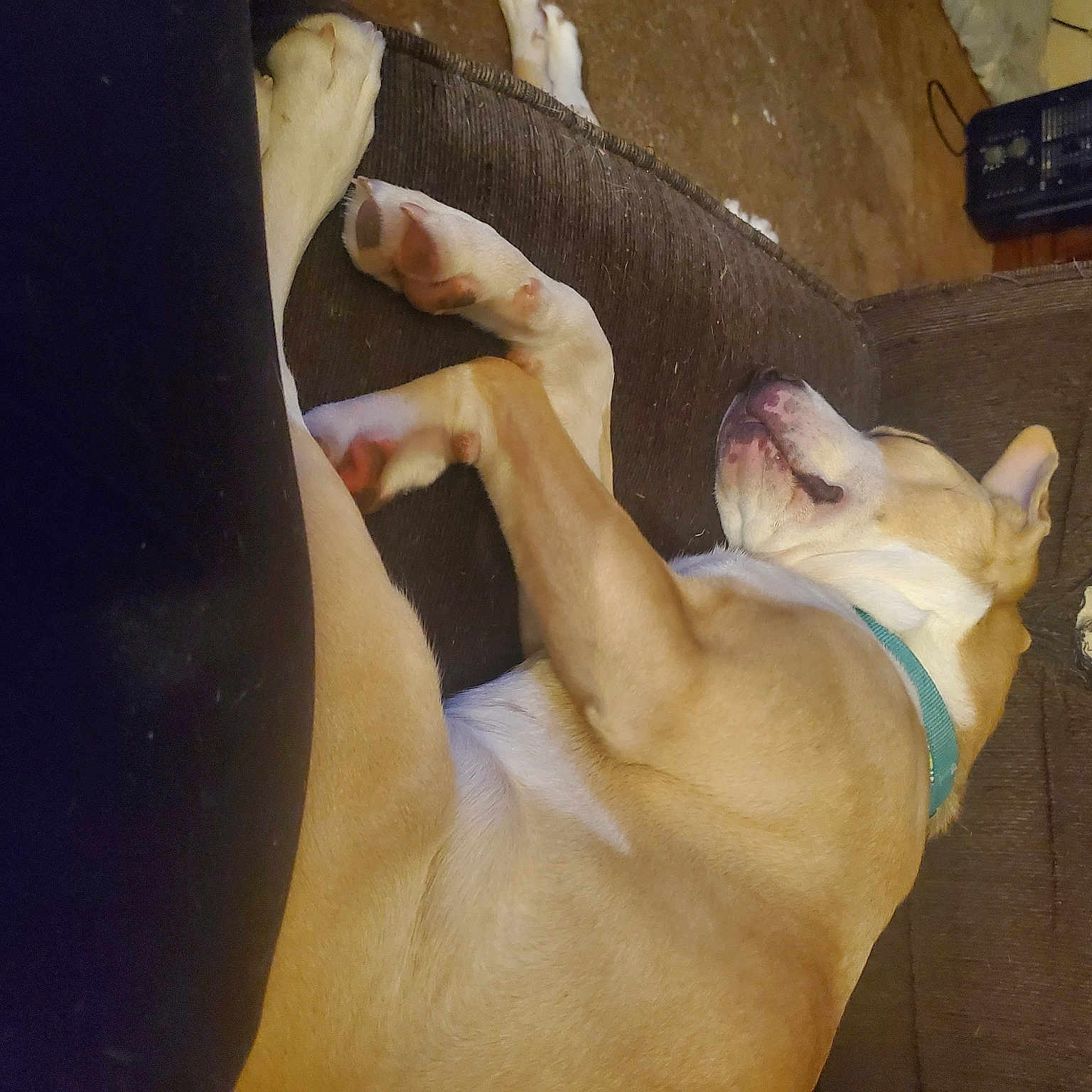 Precious is registered to the contest to win money with this photo: carnivore, comfort, companion_dog, dog, dog_breed, fawn, felidae, foot, gesture, human_leg, jaw, knee, nail, small_to_medium_sized_cats, snout, sporting_group, tail, thigh, toe, working_animal