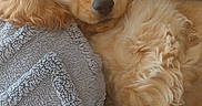 Bonnie participe au concours pour gagner de l'argent avec cette photo : animal, blanket, close_up, cocker_spaniel, couch, cozy, dog, fluffy, golden_fur, golden_retriever, gray, home, indoor, long_hair, lying_down, pet, portrait, relaxed, sleepy, soft_lighting