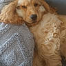 animal, blanket, close_up, cocker_spaniel, couch, cozy, dog, fluffy, golden_fur, golden_retriever, gray, home, indoor, long_hair, lying_down, pet, portrait, relaxed, sleepy, soft_lighting